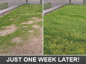 before and after our Davie sprinkler repair team fixes a lawn coverage issue